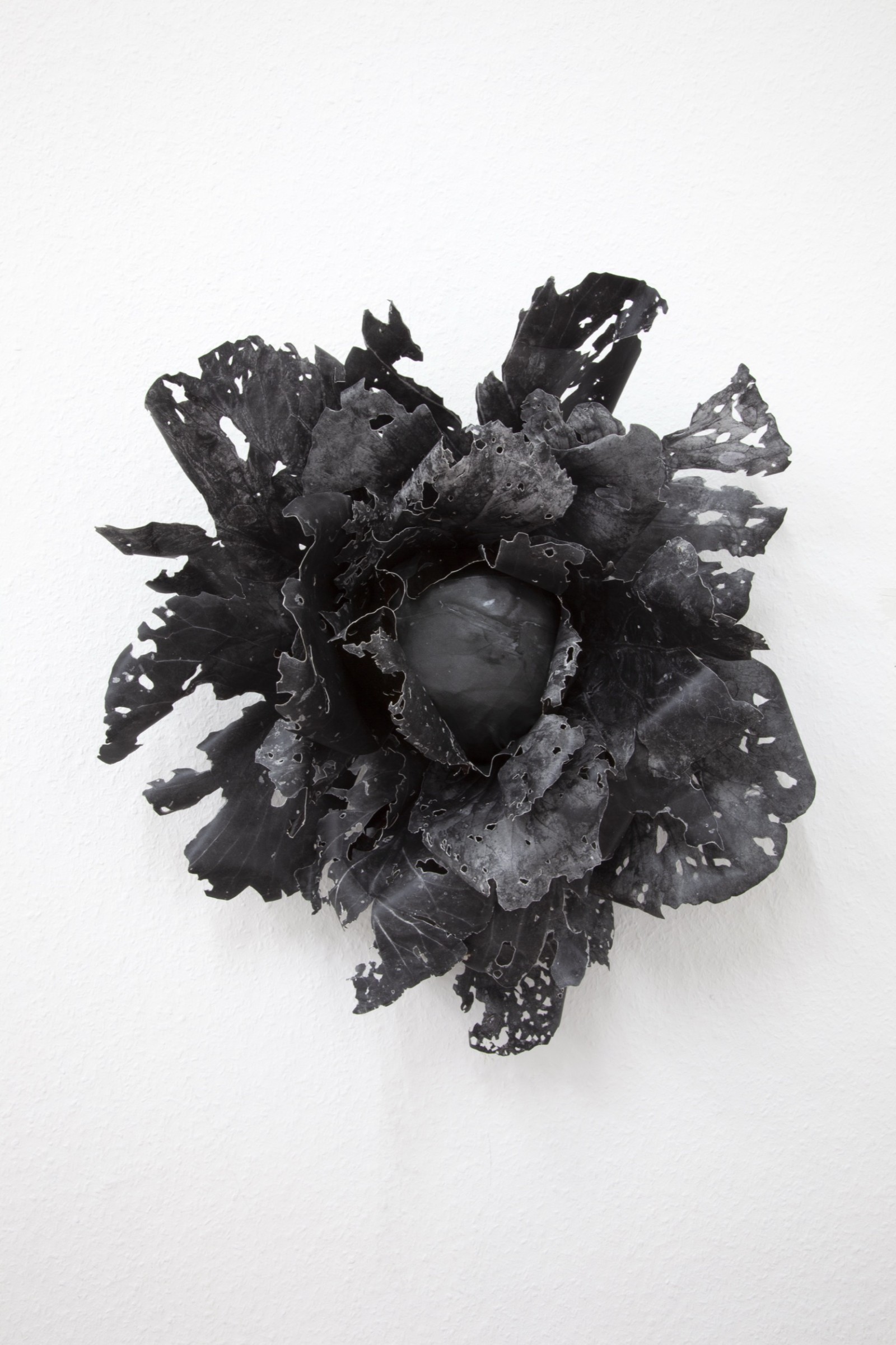 Black Cabbage | 2022