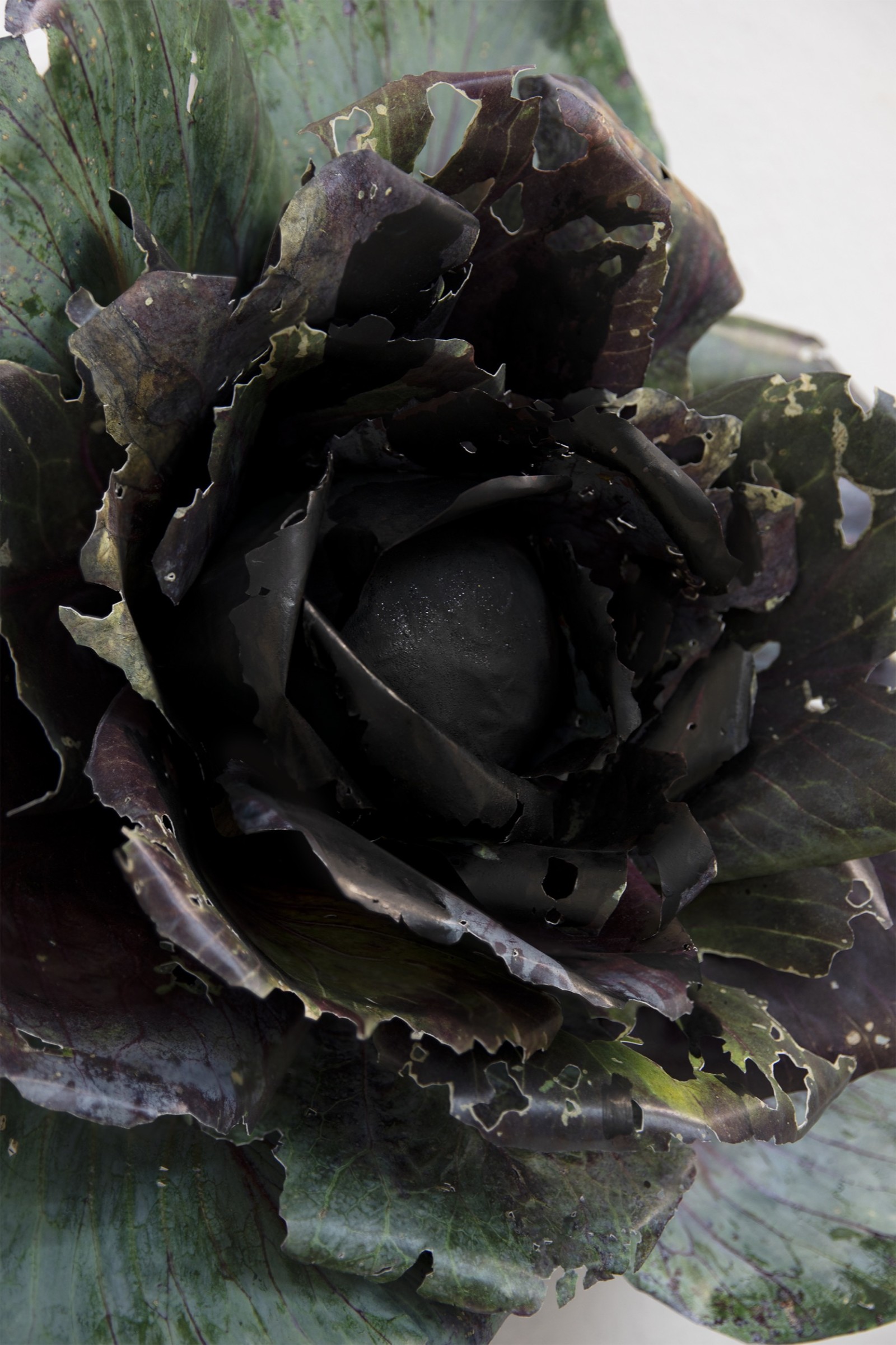 New Plans for August, Cabbage | 2024 | Photo: Giulia Baresi