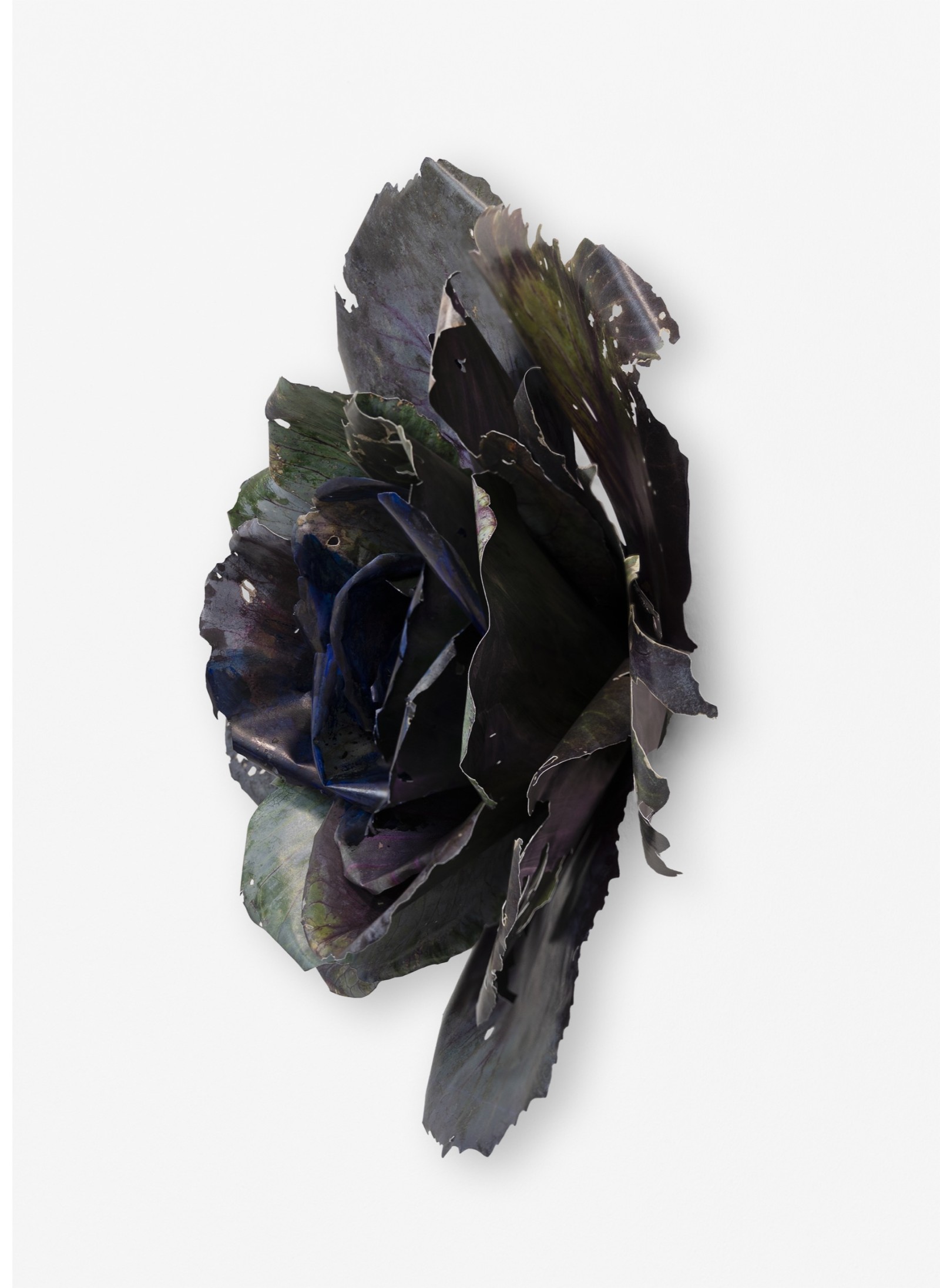 Closing times in the gardens of the West, Cabbage | 2024 | Photo: Giulia Baresi